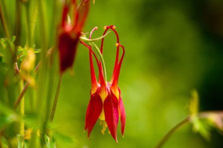 Columbine, Comet  Aquilegia elegantula